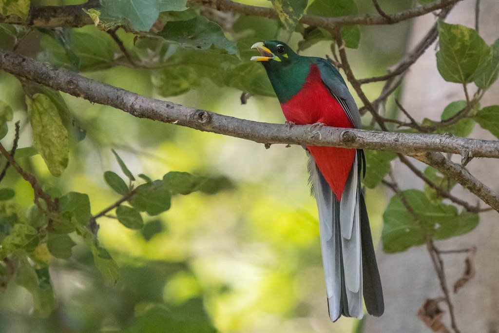 habitat do trogon narina