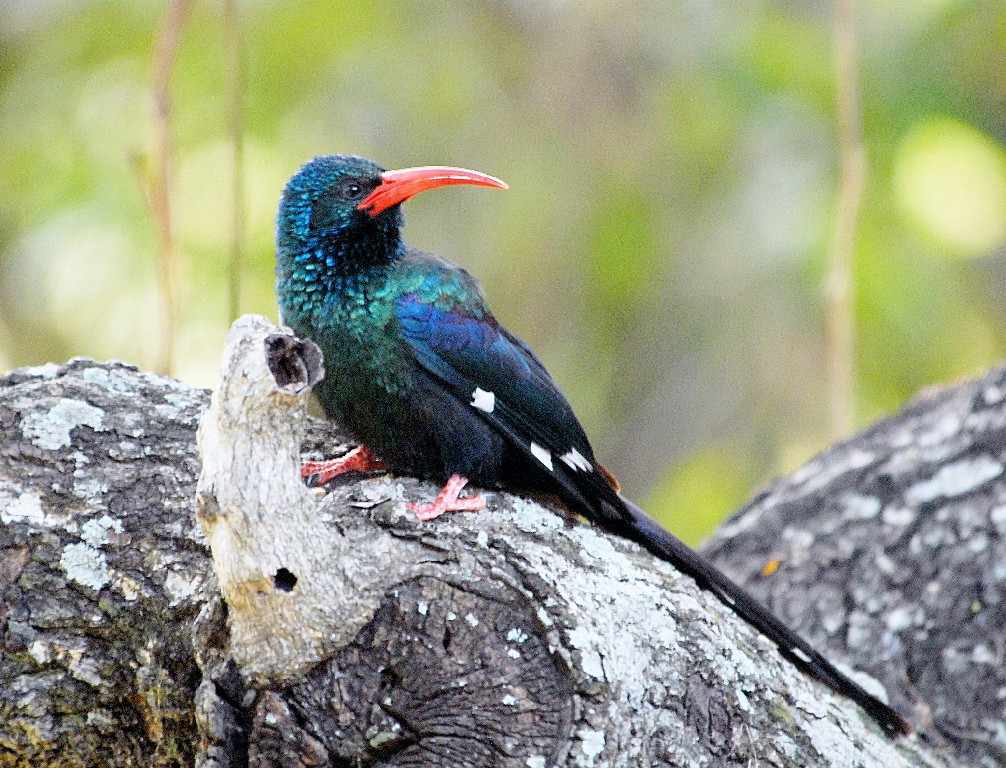 habitat do zombeteiro de bico vermelho