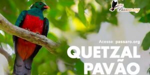 quetzal pavao