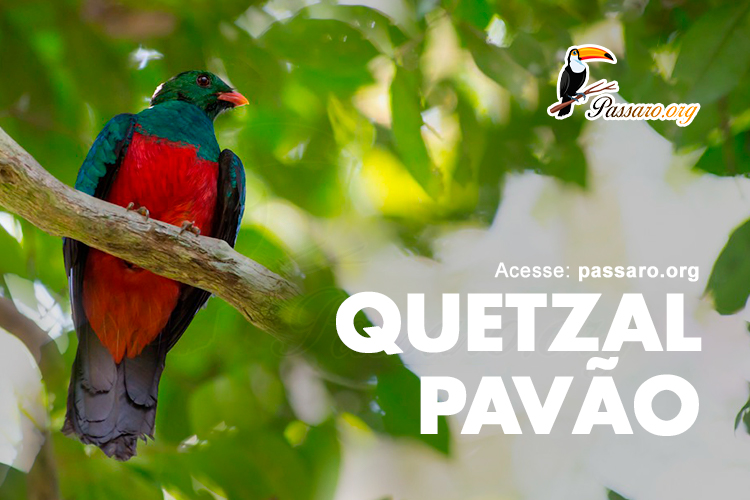 quetzal pavao