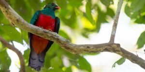 quetzal-pavao