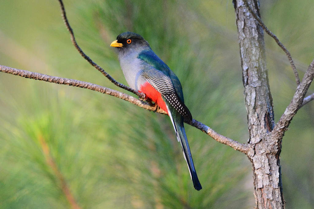 reproducao do ecuadorian trogon