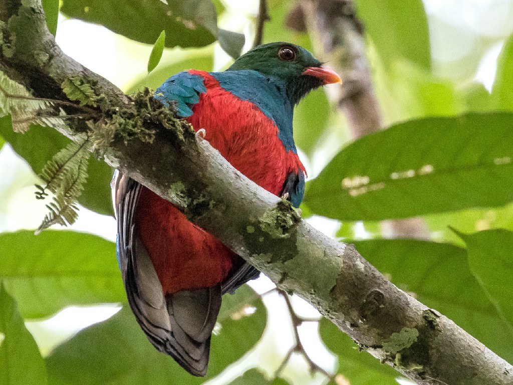 reproducao do quetzal-pavao
