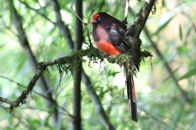 reproducao-do-trogon-de-ward