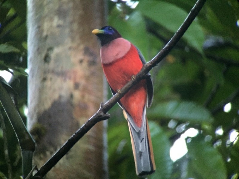 reproducao do trogon filipino