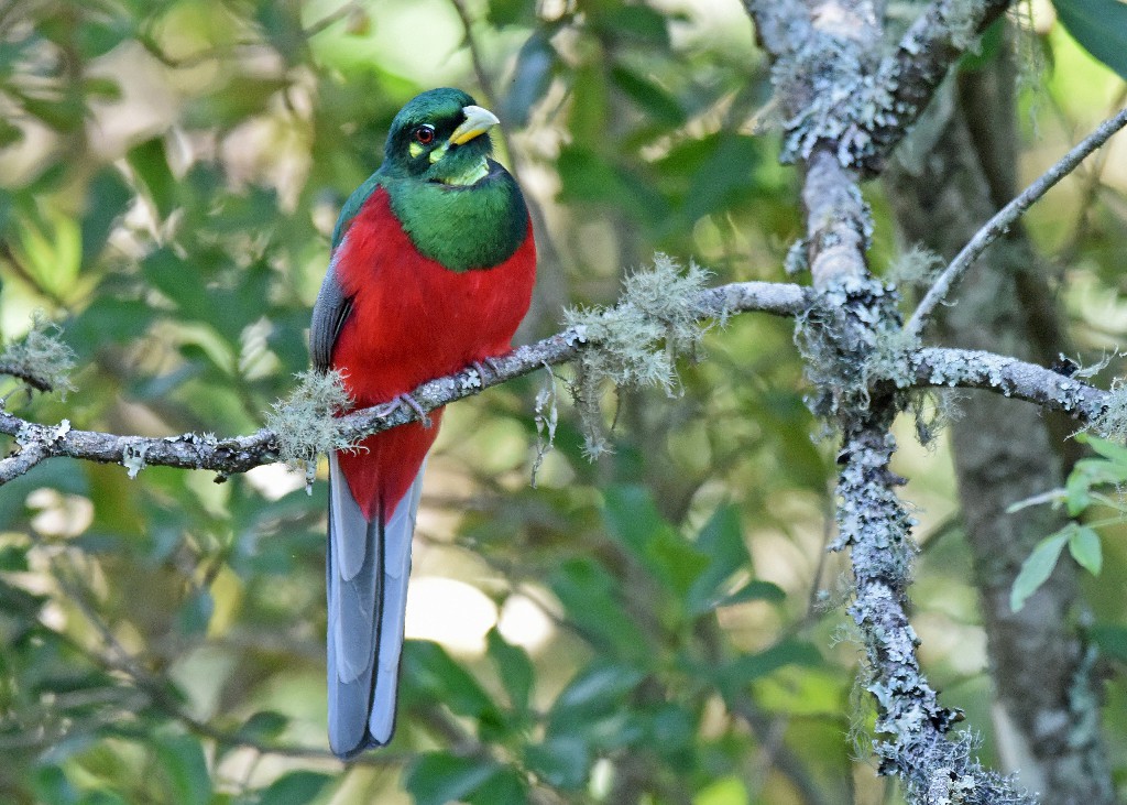 reproducao do trogon narina