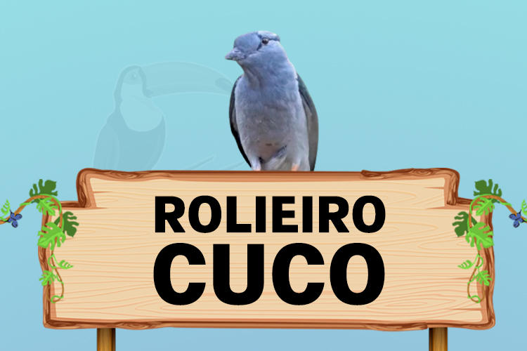 rolieiro cuco