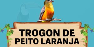 trogon de peito laranja