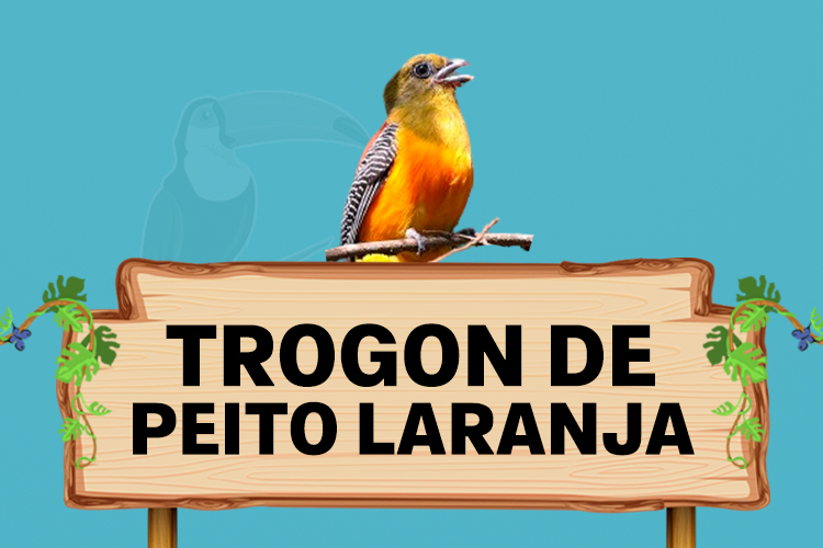 trogon de peito laranja