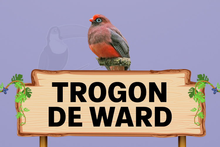 trogon de ward