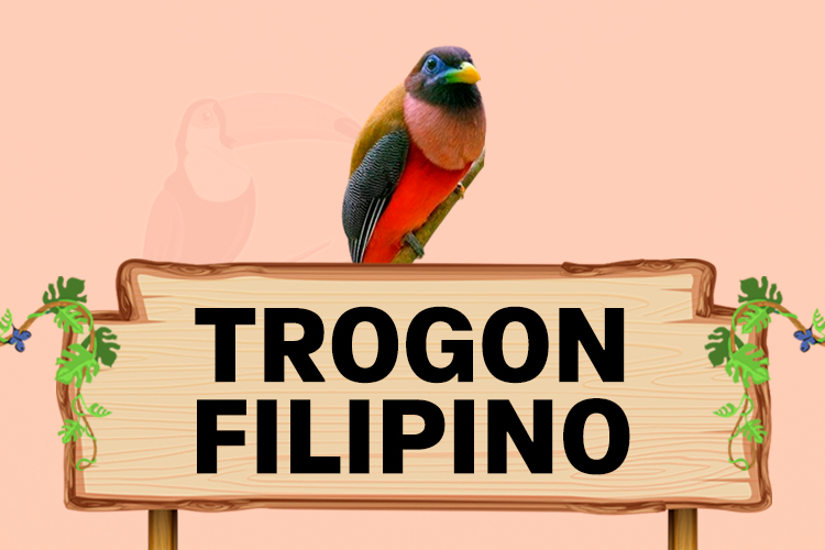 trogon filipino
