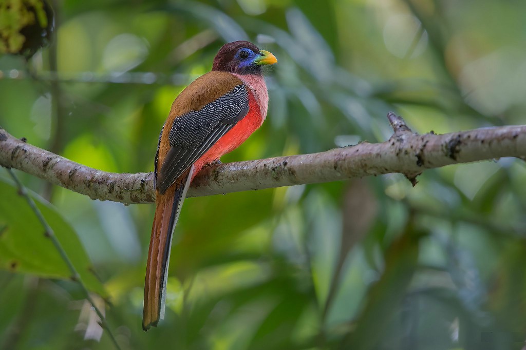 habitat do trogon filipino 