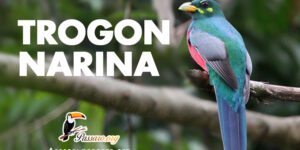 trogon narina