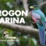 trogon narina