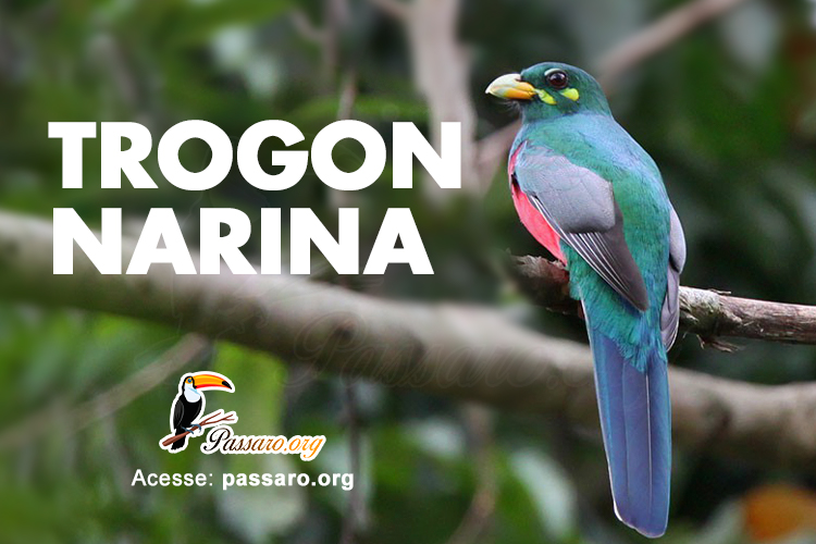 trogon narina