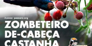 zombeteiro de cabeça castanha