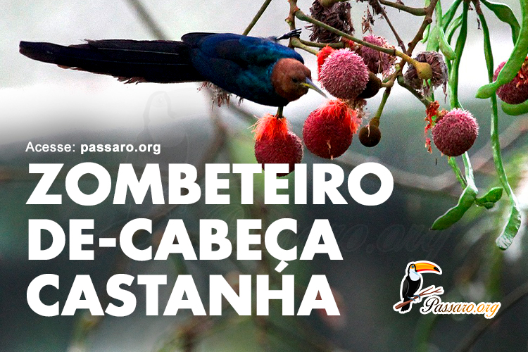 zombeteiro de cabeça castanha