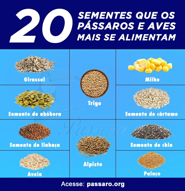 Sementes que os pássaros e aves mais se alimentam